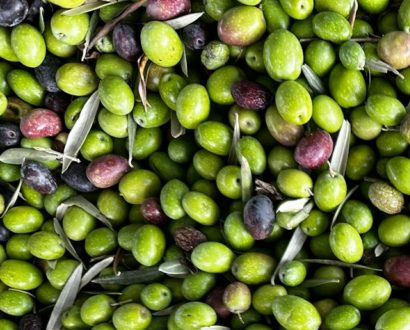 Des olives fraîches pas encore traitées